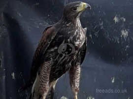 Young Harris Hawks For Sale