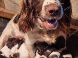 Beautiful Springer Spaniel Pups for sale