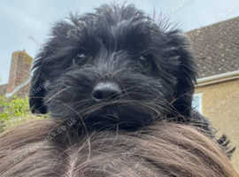 Schnoodle puppys