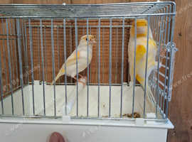 Canaries Hens