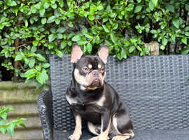 Frenchie STUD KC registered 'reduced price for the next month' Newport south wales