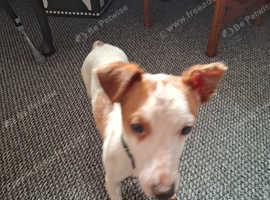 Jack russell