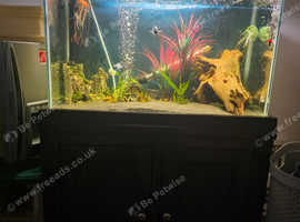 Fish tank and accessories with fish