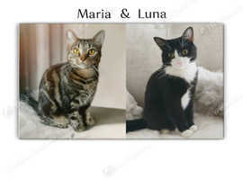 Female siblings needing new home