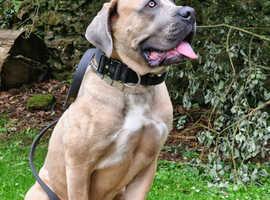 male or female cane corso who is you choice? - Cane Corso Barcelona