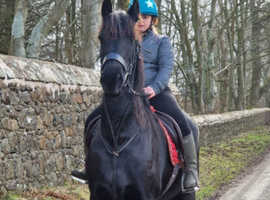 FRIESIAN MARE (REDUCED)