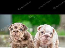 Kc reg English bulldog puppies.