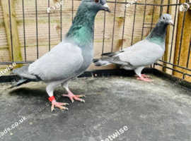 RARE BARLESS BLUE RACING PIGEONS