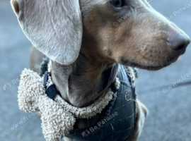 Milo age 2