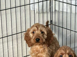 Cockapoo Dogs and Puppies UK Find Puppies and Dogs at Freeads