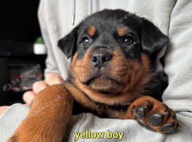 Kc Registered chunky rottweiler puppies