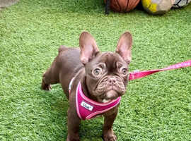Frenchbulldog Rojo and tan female for sale