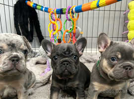 Frenchbulldog puppies for sale