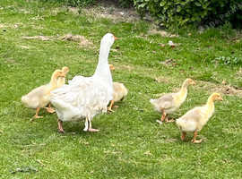 Sebastopol goslings
