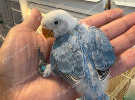 Opaline Love birds for sale