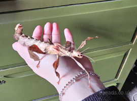 Giant Prickly Stick Insect Eggs