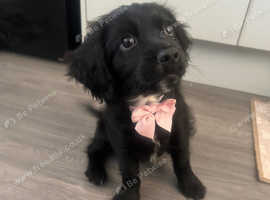 Black Cockalier puppy