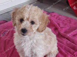 Bichon frise x