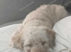 Stunning female Labradoodle puppy only one in litter