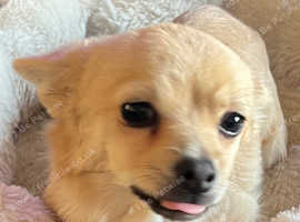 Tiny Teacup Chihuahua GIRL