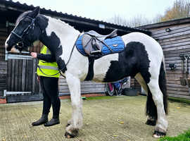 Kenzo 15hh 4 year old handsome cob Gelding