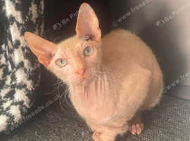 2 year old Sphynx male cat