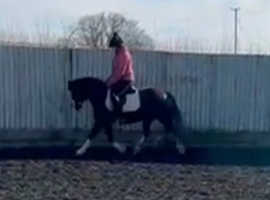 Perfect Teenagers pony Welsh c mare