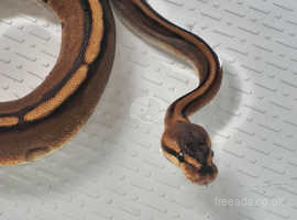 Genetic stipe, Royal python