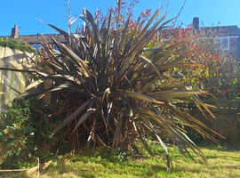 Very big plant
