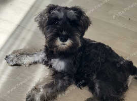 Micro schnauzer for sale hotsell