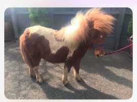 Mini Shetland colt 2 years old
