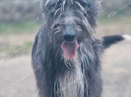 Hairy lurcher bitch