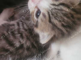 8 beautiful  kittens