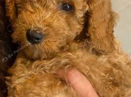 Gorgeous Cavapoo puppies