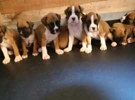 Beautiful kc registered boxer puppies