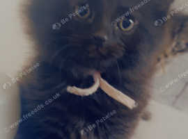 Last little girl left. Long haired black female £80