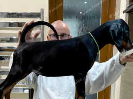 Top Quality Dobermann Puppies For Sale