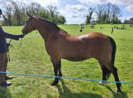 Child's best friend performance pony