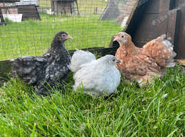 Pekin bantam girls
