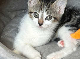 Cute kitten is looking for a loving home!
