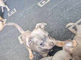 3/4 chihuahua 1/4 pug