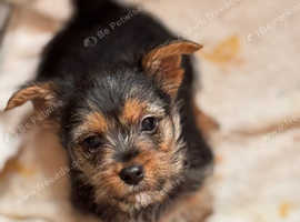 murphy