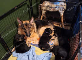 Miniature german shepherd for sale sales near me