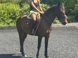 15.2hh 7 year old happy hacker / low level alrounder