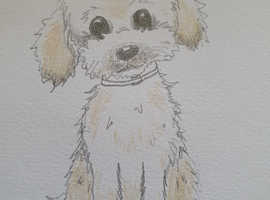 Bichon frise hand drawing