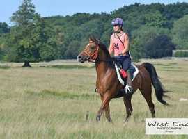Endurance and all rounder Arab
