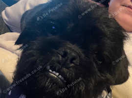 Lovely Pugapoo looking for a forever home