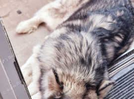 Bi eyed sable alaskan  malamute bitch