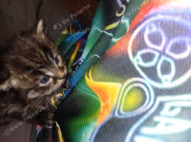 Kittens