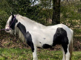 Floss